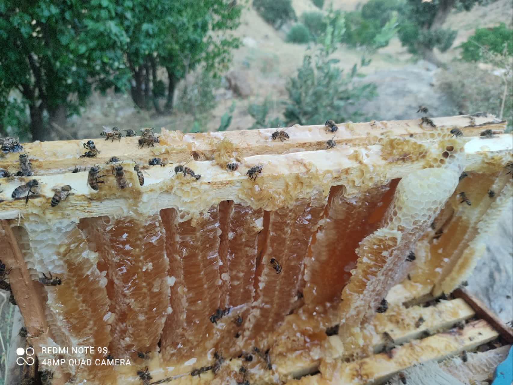 عسل چند گیاه